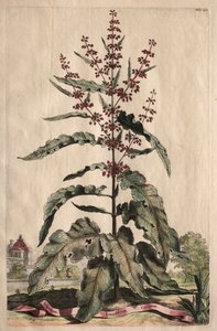 Curious Phytographia: Lappathum Longifolium Crispum. af Abraham Munting