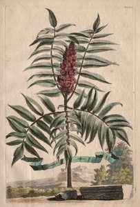 Phytographia Curiosa: Sumach Arbor af Abraham Munting