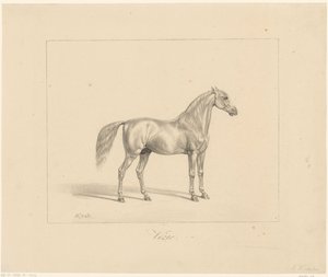 Arabisk hingst Vezir (titel på objekt) af Abraham Vinkeles