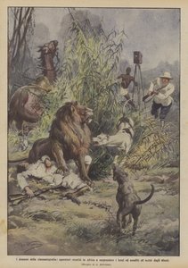 Filmproducerende dramaer, kameramænd, der tog til Afrika for at overraske løver og blev angrebet? af Achille Beltrame