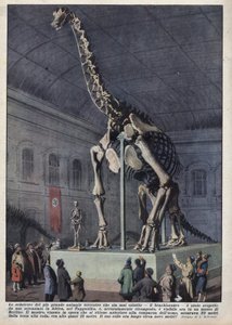 Installation i et museum i Berlin, Tyskland af et brachiosaurskelet opdaget af en videnskabsmand i Afrika. Illustration af Achilles Beltrame i "" La domenica del corriere"" af 12/12/1937 af Achille Beltrame