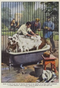 Jackie, en seks-årig løve fra Los Angeles Zoo, tager et lunkent bad?