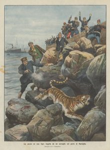 Jagten på en tiger, der er undsluppet fra et menageri i havnen i Marseille