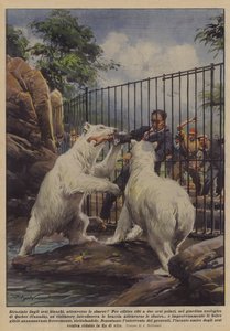 Flået i stykker af hvide bjørne, gennem tremmerne! af Achille Beltrame