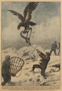 I bjergene i Coggiola (Biella) var en ung mand i stand til at tage en smuk kongeørn i en fælde