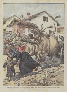 Ydmyge helte, en lærer, der skal redde en lille pige, bliver dræbt af to rasende okser, nær Brescia