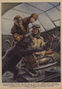 Undslap en bjørn, som blev transporteret med flyselskabet fra New York til Pittsburg, fra buret?
