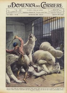 En frygtelig kamp af jalousi, hvis den bliver sluppet løs i bjørneburet i et cirkus i Genova
