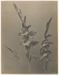 [Gladiolus] af Achille Quinet