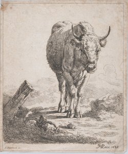 En ko, set forfra, 1805.
