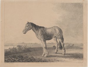 Hest stående på en mark i profil til venstre, 1809. af Adam von Bartsch