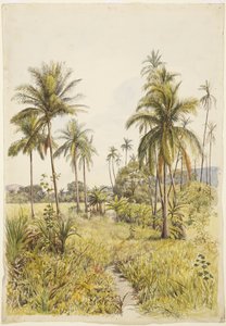 Palmer, Colima (akvarel)