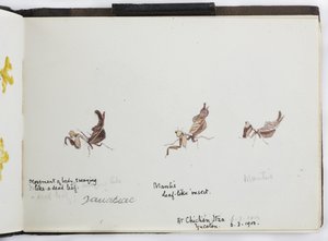 Skitsebog over tegninger og noter, Nord- og Sydamerika (inklusive Mexico) af Adela Breton