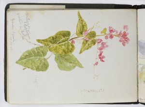 Skitsebog med akvareller, tegninger og noter, Mexico, 1896-1898 (akvarel) af Adela Breton