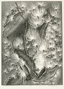 Milkweed Ballet af Adolf Ernst Meissner