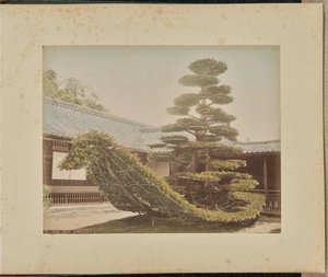 Fyrretræ, Kinkakuji af Adolfo Farsari