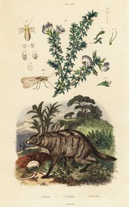 Aardwolf, arabisk ært og lus. af Adolph (after) Fries