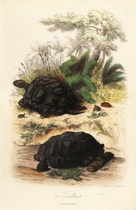 Aldabra kæmpeskildpadde, Aldabrachelys gigantea, sårbar