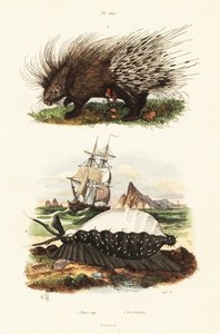 Crested pindsvin og tiger cowrie.