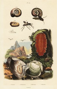 Oyster, Spider Wasp og Snail.