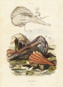 Penneskaller eller viftemuslinger. ,1834-1839 (gravering)
