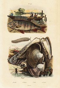 Aborre, perleøsters, fløjlsorm og snørebånd., 1834-1839 (gravering)
