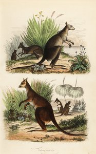 Rød kænguru, Macropus rufus (nederst), østlig grå kænguru, Macropus giganteus (øverst til højre) og mørk wallaby, Thylogale brunii (øverst til venstre)