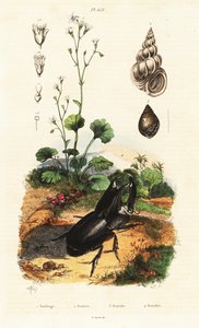 Næsehornsbille, snegl og saxfrage.