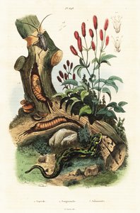 Salamander, bille og stor burnet. af Adolph (after) Fries