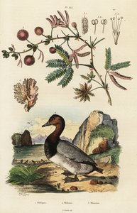 Havingefær, pochard og følsom plante. ,1834-1839 (gravering) af Adolph (after) Fries