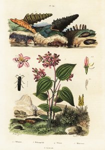 Trompetsnegle, soldaterbiller og Clidemia.,1834-1839 (gravering) af Adolph (after) Fries