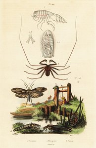 Pisk edderkop og caddisfly.