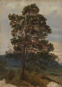 Studie af et fyrretræ af Adolph Tidemand