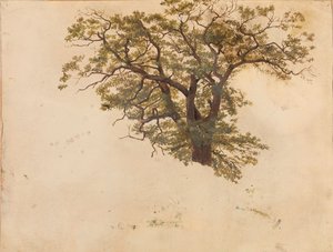Undersøgelse af et egetræ af Adolph Tidemand