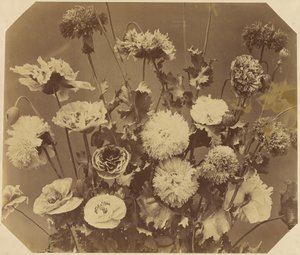 [Blomster] af Adolphe Braun