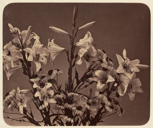 [Blomster] af Adolphe Braun