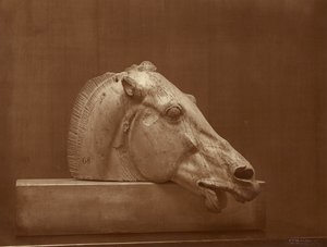 [Hestehoved fra Parthenons fronton, British Museum] af Adolphe Braun