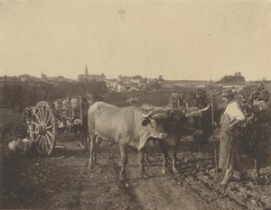 [Mand med okser] af Adolphe Braun