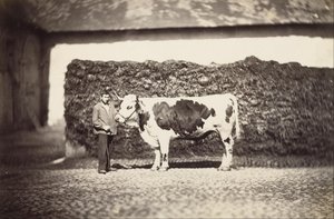 [Prize Bull] af Adolphe Braun
