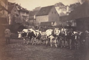 Uden titel (gårddyr)