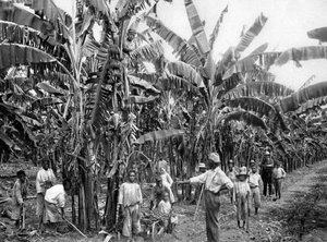 Bananplantage, Jamaica, c1905.