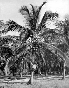 Pluk kokosnødder, Jamaica, c1905