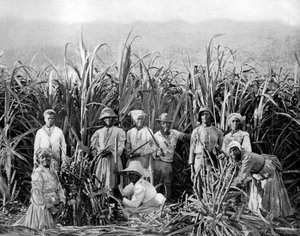 Sukkerrørsskærere, Jamaica, c1905.