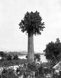 Træ, der vokser ud, gammel sukkerejendoms skorsten, Jamaica, c1905.