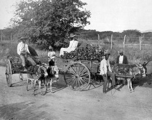 Trævogne, Jamaica, c1905. af Adolphe Duperly and Son