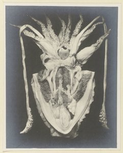 Anatomi af en blæksprutte Anatomy de la Seiche (titel på objekt) af Adolphe Louis Donnadieu