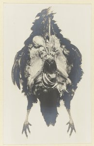 Anatomi af en kylling Anatomi af poule af Adolphe Louis Donnadieu