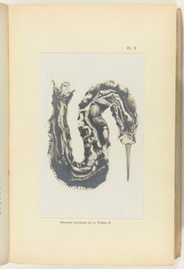 Skær hugormen op med organerne synlige Organes internes de la Vipere (titel på objekt) af Adolphe Louis Donnadieu