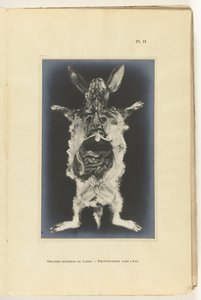 Kanin skåret op med organerne synlige Organes internes du lapin -Photography dans l