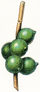 Blæksprutteæg af Adolphe Philippe Millot